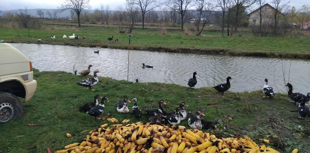 Rate mute si macaitoare