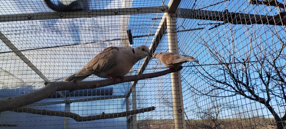 Кускумрийки гугутки, гълаби, и декоративни петлета.