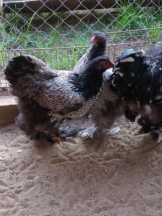 Puicuțe Brahma de vînzare silvar Orange