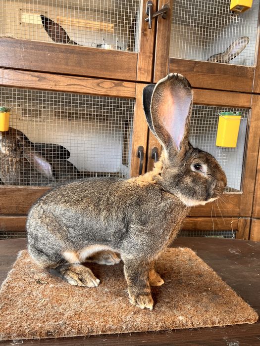 Mascul si Femela Urias German Gri