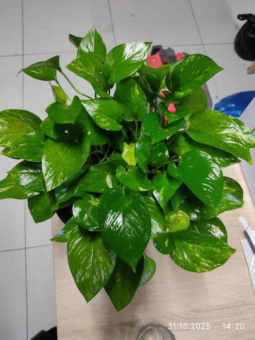 Эпипремнум, Сциндаптус,гул, комнатная растения 5.5 л горшок