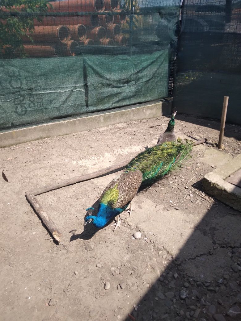 Pauni comuni și cu umăr negru maturi