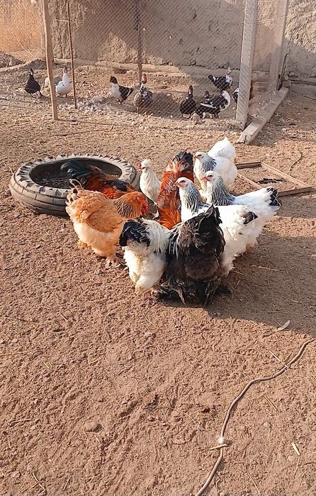 Брама товук хурозлар сотилади