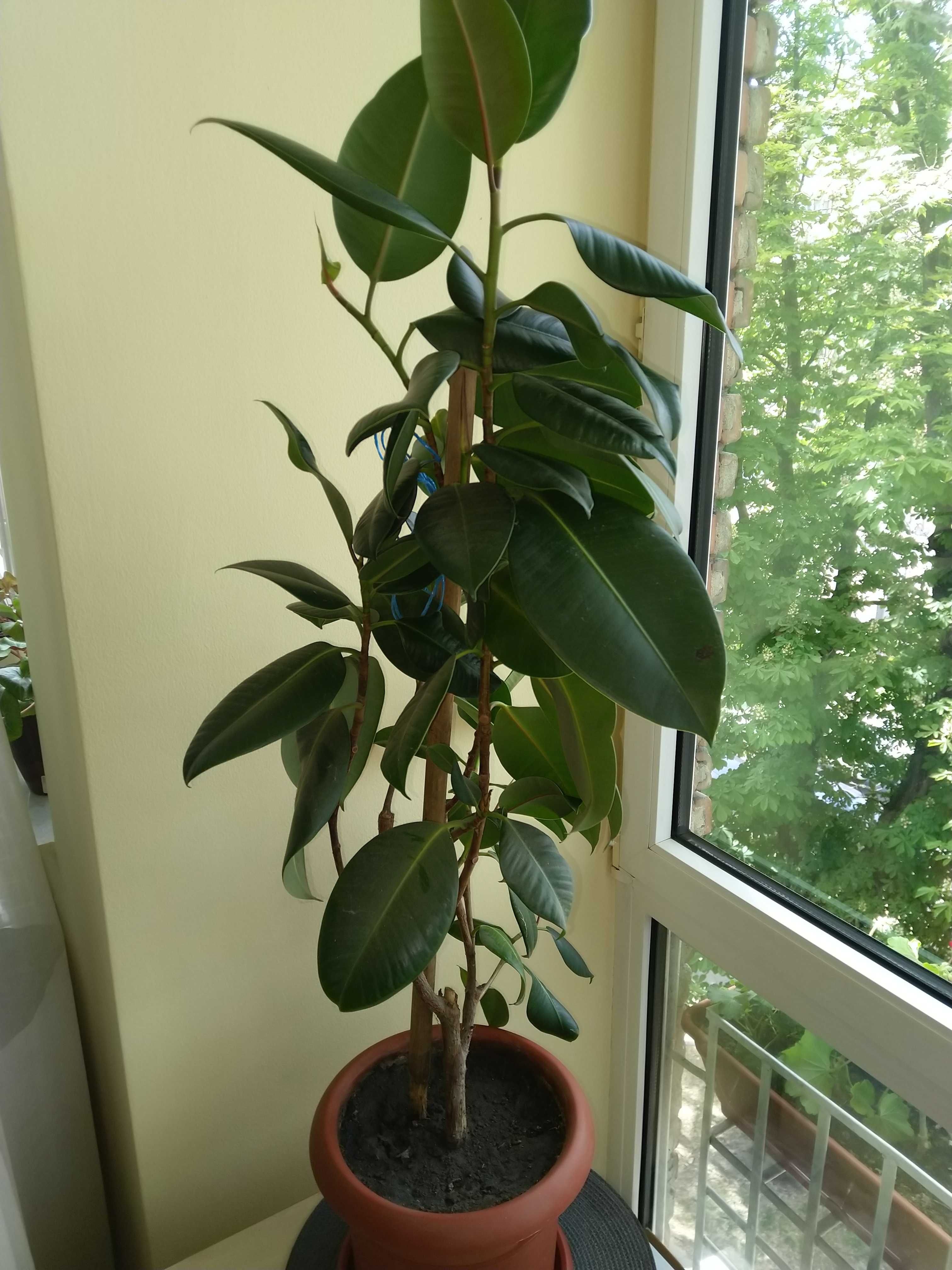 Vând ficus cu înălțimea de aproximativ 1,3 m. Preț 200 lei.