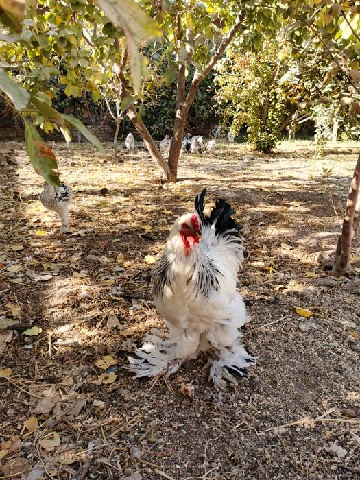 Хураз сатилади..