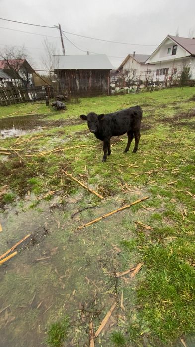 Vând doi vitei si o vitea