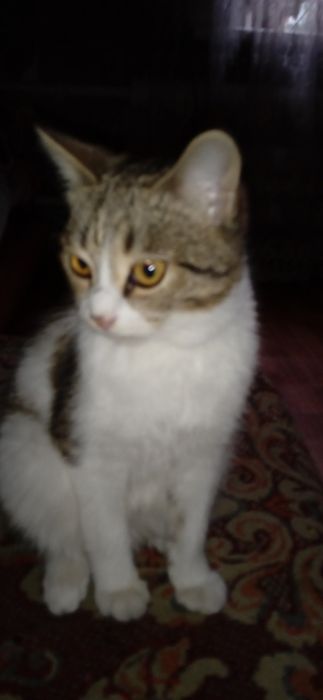 Отдам кошку в добрые руки. .