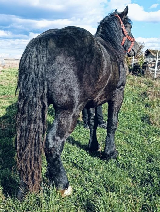 Vând mhnz de doi ani învățat