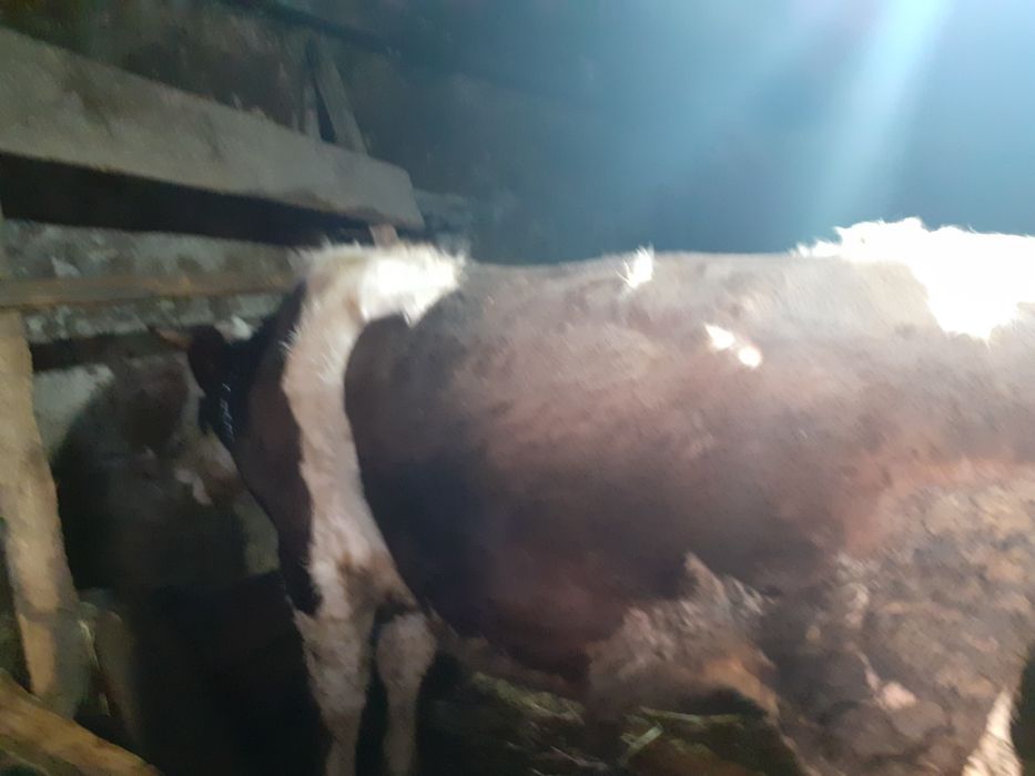 Vând tărășenia de 10 luni