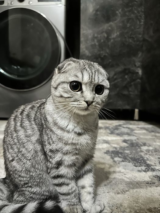 Шиншилла мушукча сотилади