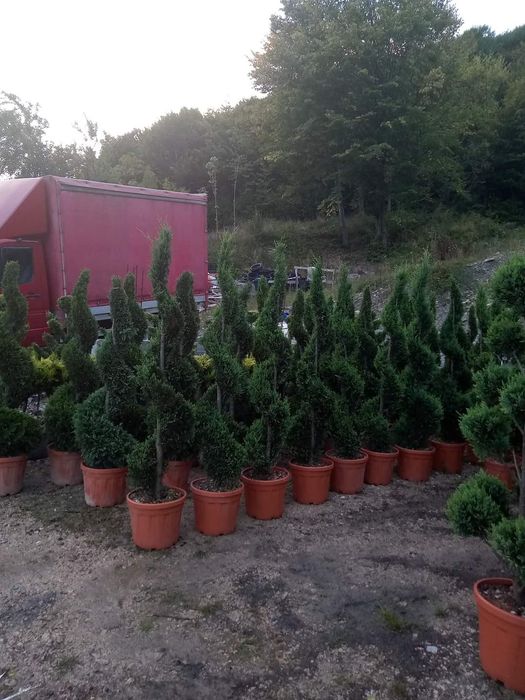 Copaci ornamentale Tuia mesteacăn Magnolia