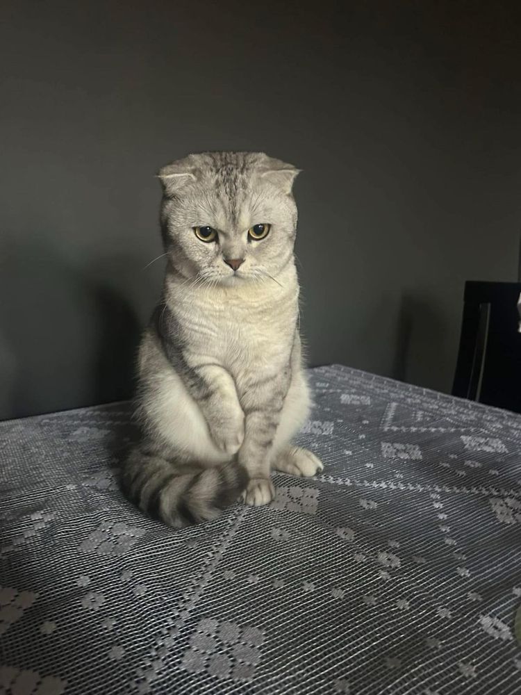 Британски късокосмести котенца