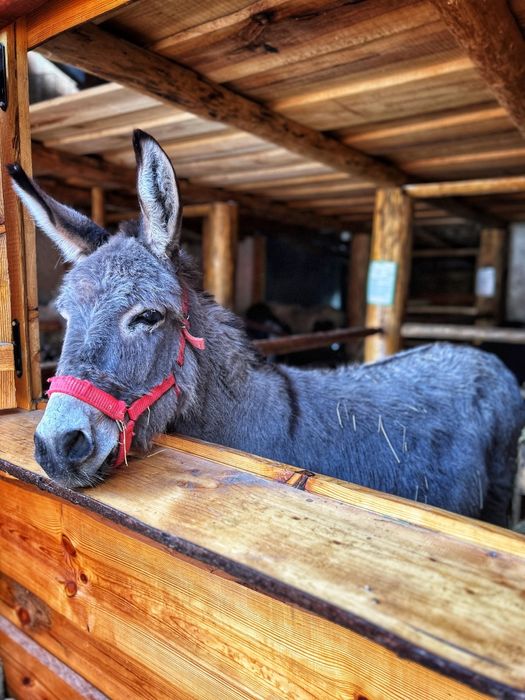 Măgărițe cu pui și gestante