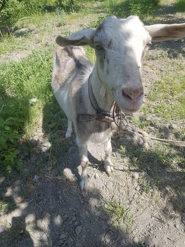 Echki Sotiladi 3 chi tugishi  soglom
