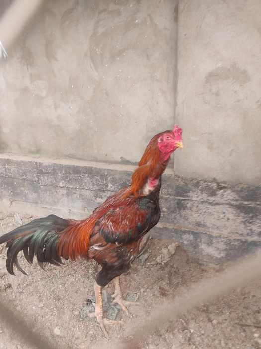 Бойцовая птица Дакан. Түляк. Мощных кровей. Вес почти под 6кг. Ірі зат