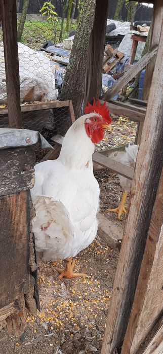 Vând 2 cocosi și 2 gaini