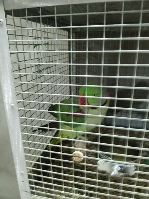 Aleksandr nar sotiladi