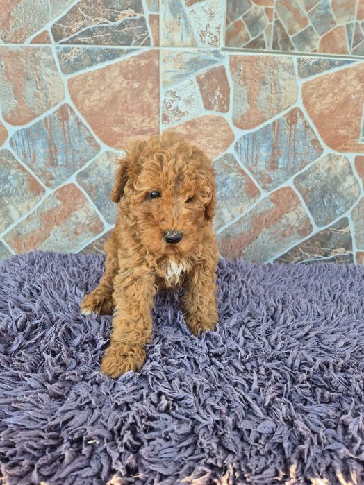 "Той" пудел мъжки