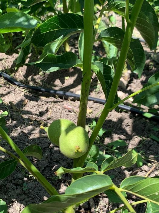 Pomi fructiferi ,vita de vie si nuc