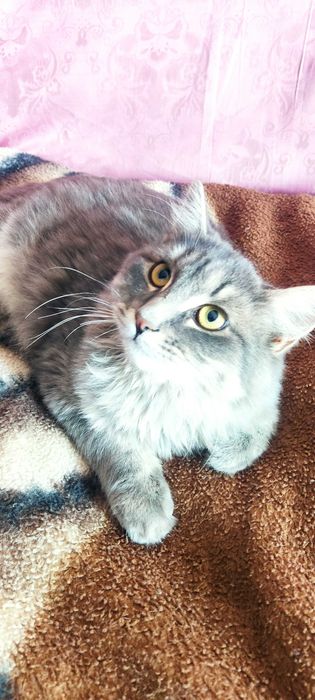 Котенок в добрые руки