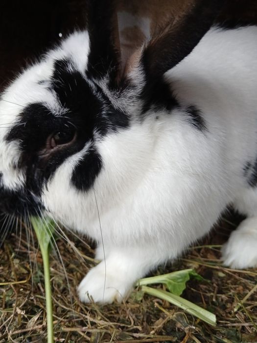 Vand iepuri crescuti de casa 200ron bucata