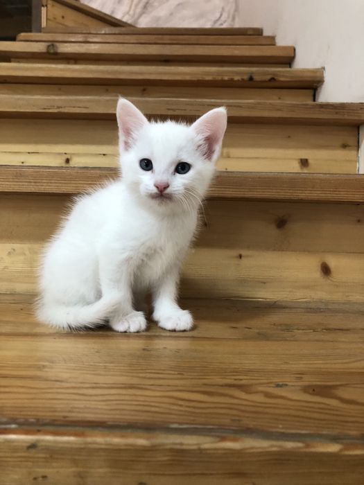 Продаются котята