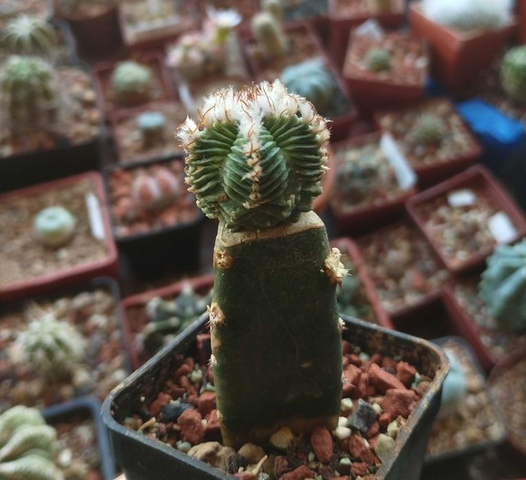 Кактуси и сукуленти, ценни видове, колекционерски екземпляри.