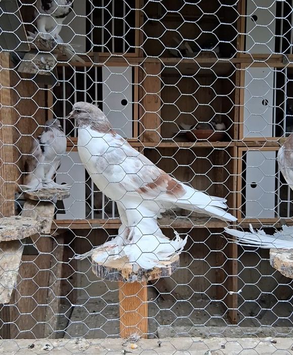 Vand porumbei gusati