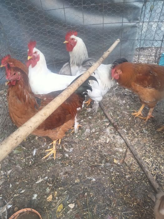 Vînd cocosi de curte