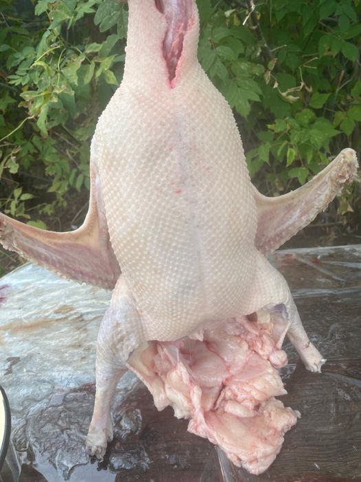 Қолдың қазы  ақтөбе