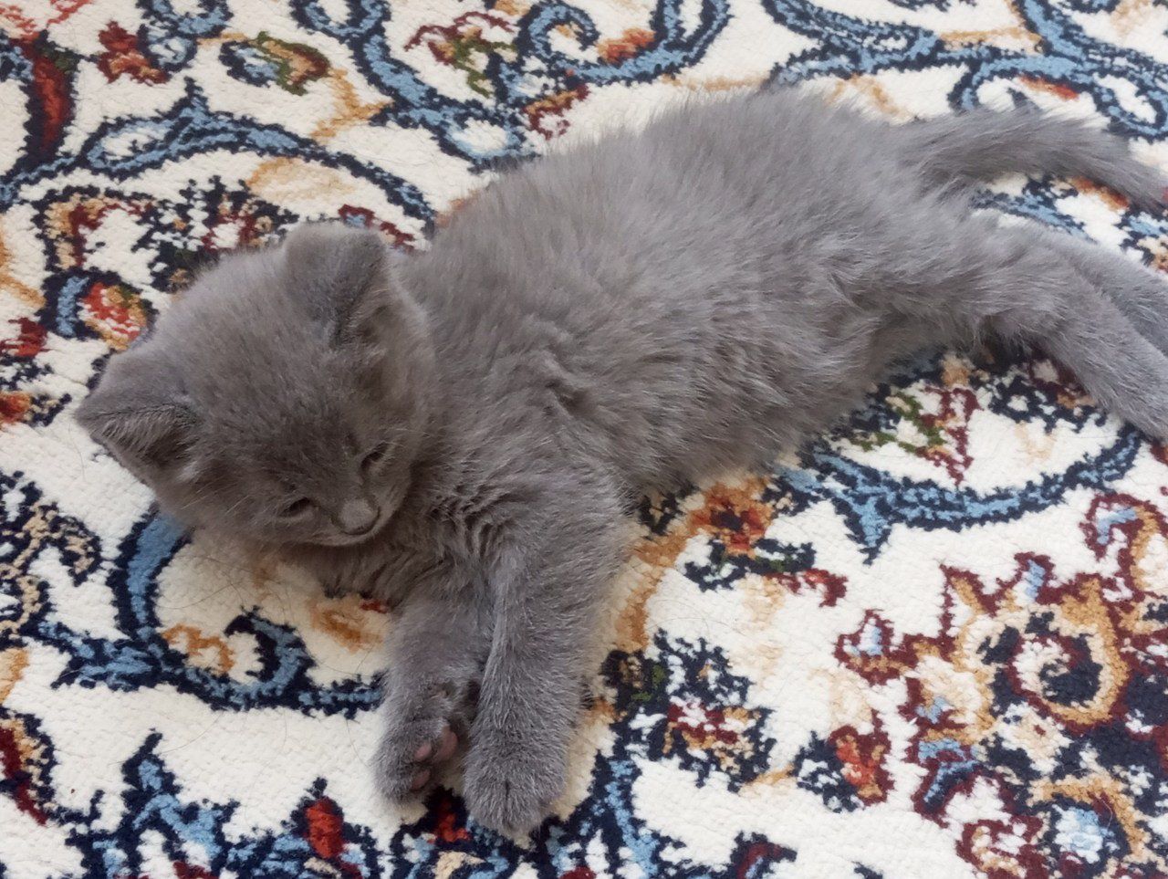 Кошка, mushukcha