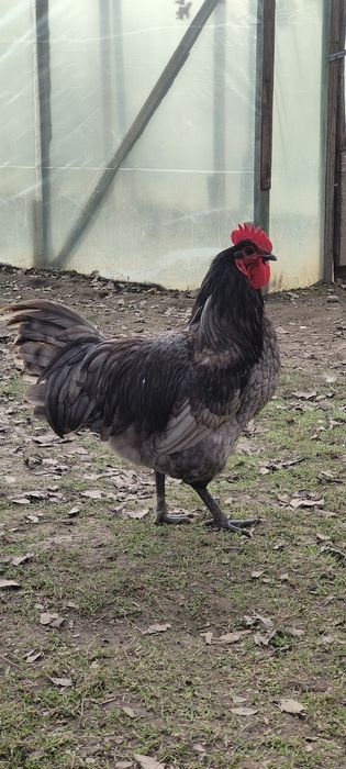 Cocoși Australorp disponibili