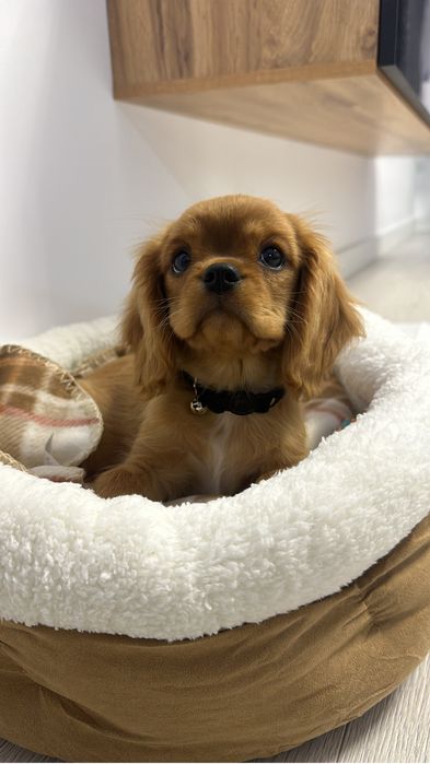 Cavalier king charles Spaniol