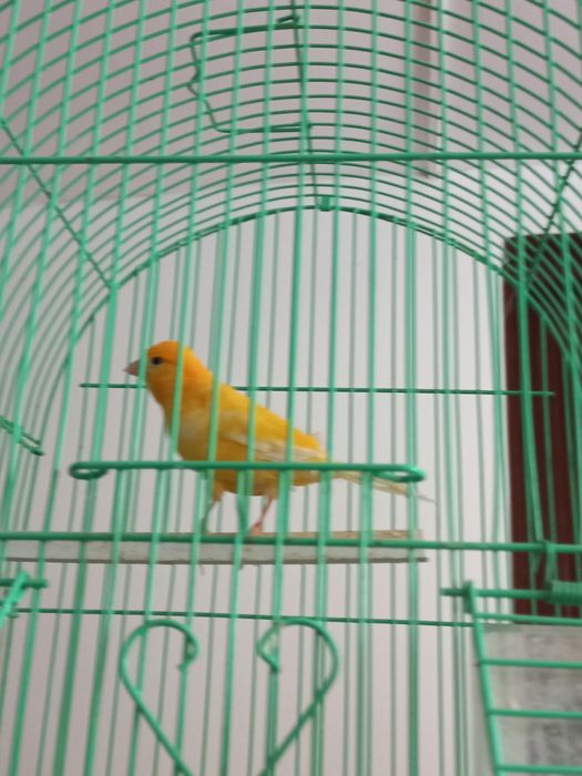 Vand canarite și canari