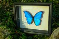 Fluture albastru înrămat