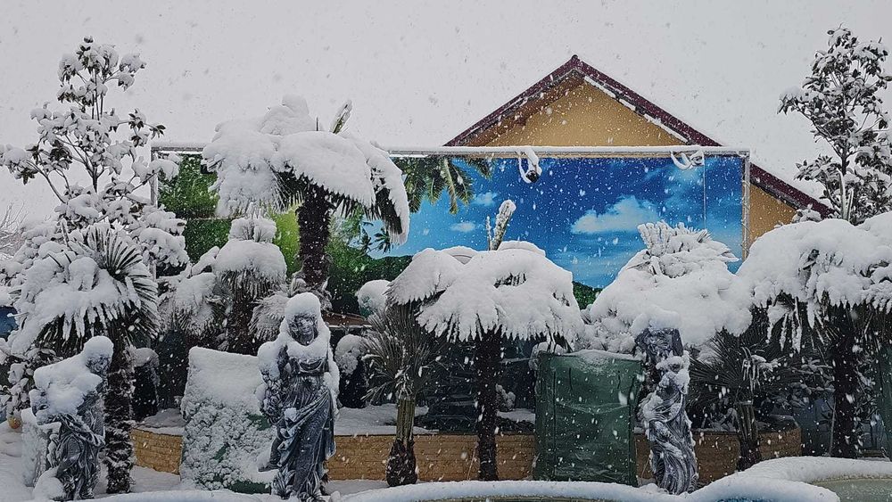 Palmieri rezistenti la ger aclimatizati