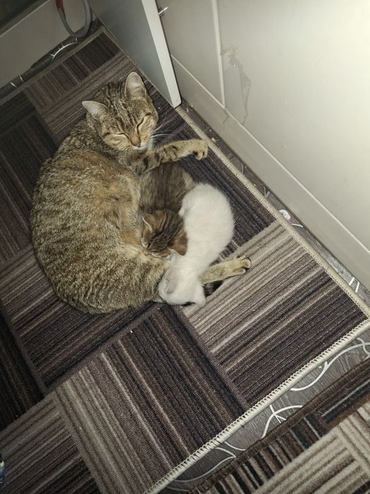 Отдам котят, в хорошие руки