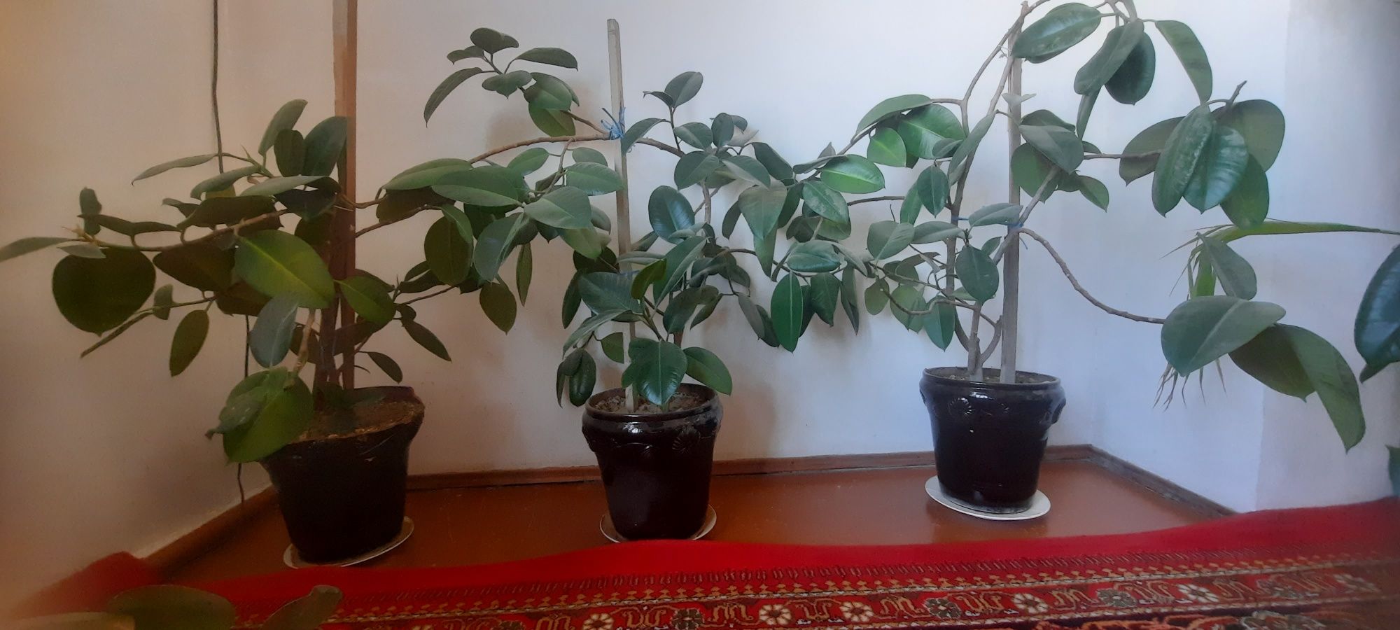 Gullar sotladi 10 ta bor