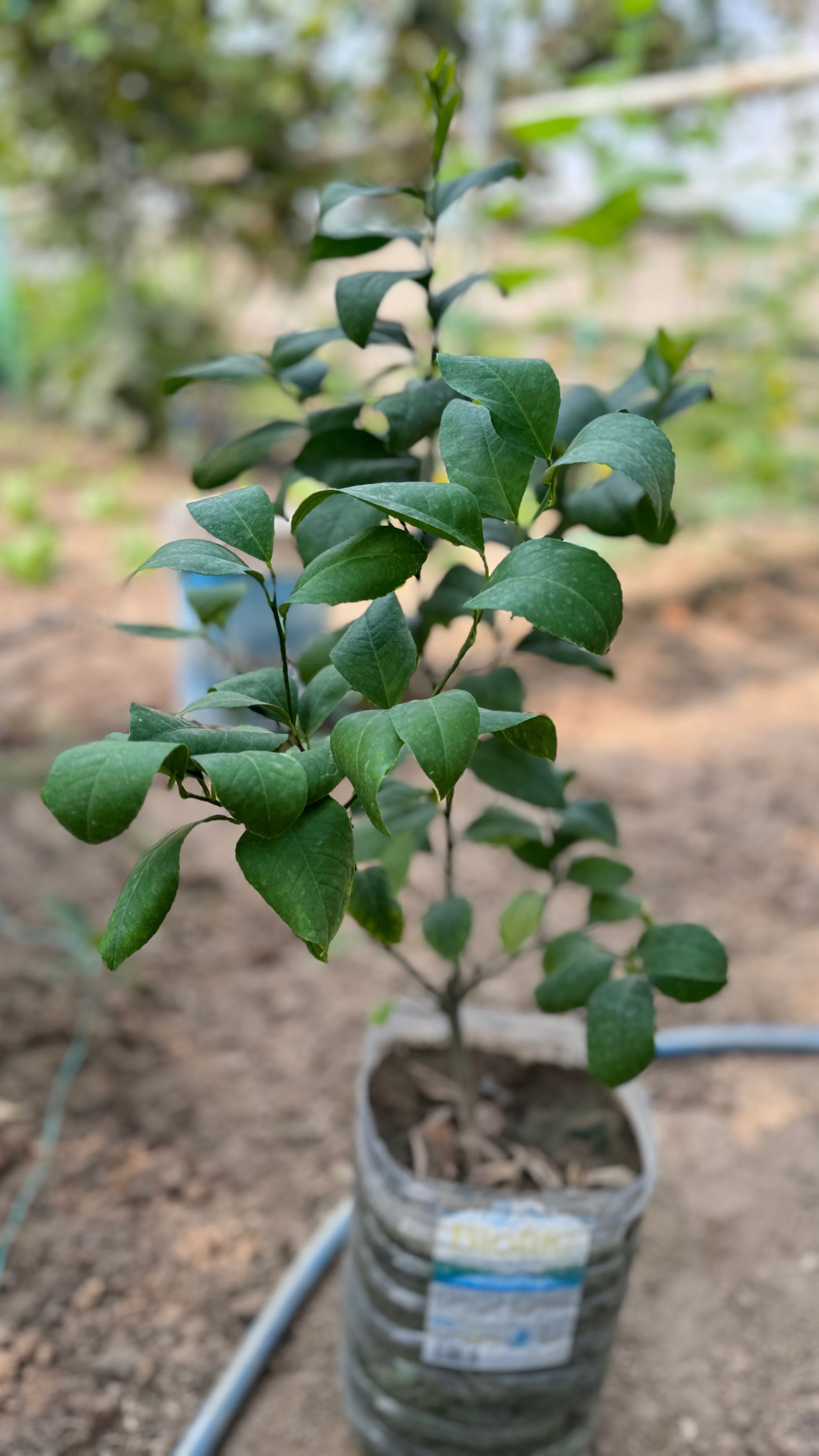 Limon koʻchat 3-4 yillik hosilga kirgan va kirmaganlari bor