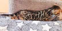 Bengal mascul cu pedigree felisa autorizata