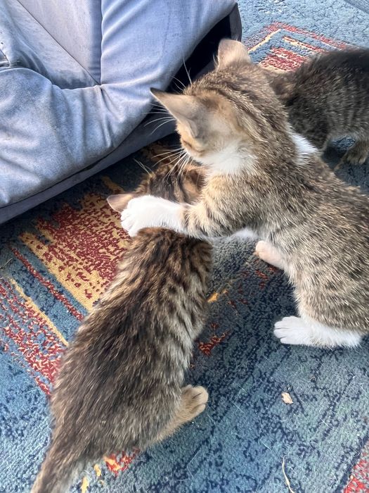 adopta pisoi mici si draguti