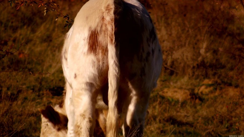 Vând viței belgieni crescuți în libertate