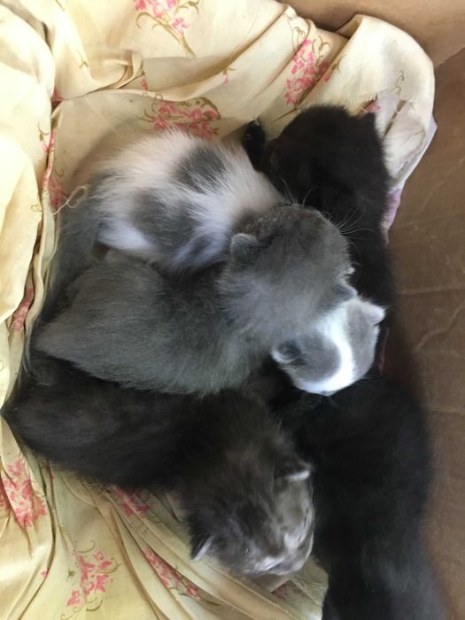 отдам в хорошие руки котят
