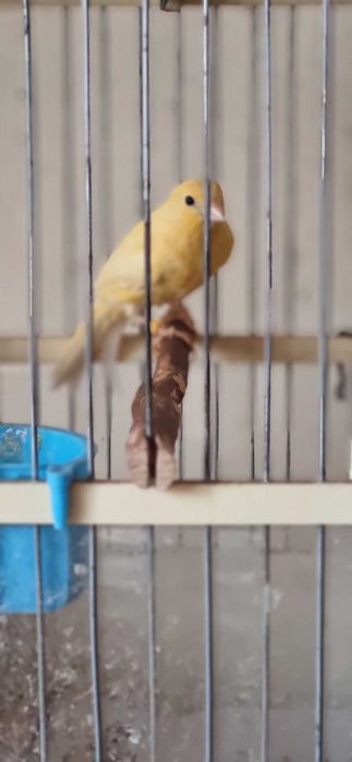 Канарейка самец красивый, 3 мес, начинает петь