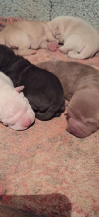 Вязка шарпей Американский