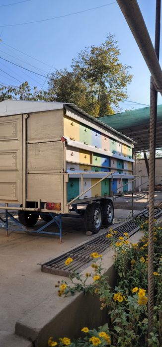 Асал ари вагони сотилади срочно
