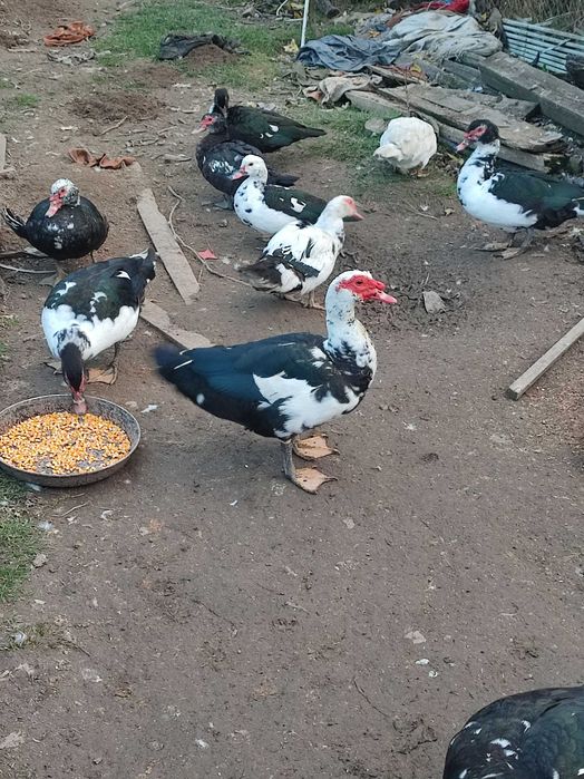 Vând ratoi și rațe mute (leșești) 100 lei rățoi și 50 lei rate