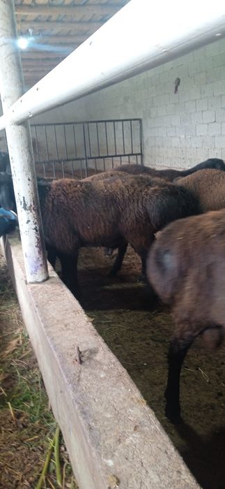 Qochqor qoylar exson va boqish uchun soyish xizmatizmatixam bo       r