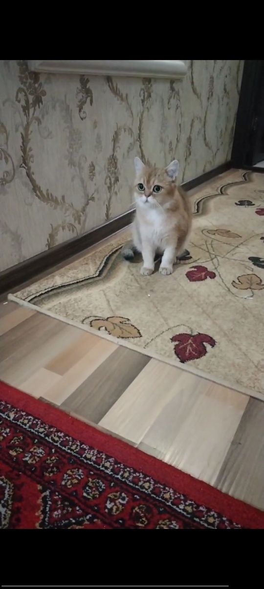 Zolataya shinshila