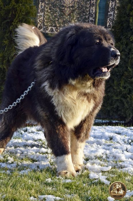 Mascul ciobănesc caucazian